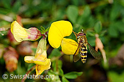 Grosse Schwebfliege (Syrphus ribesii) auf Rot-Klee (Trifolium pratense)