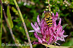 Grosse Schwebfliege (Syrphus ribesii) auf Rot-Klee (Trifolium pratense)