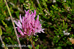 C169558: Rot-Klee (Trifolium pratense)