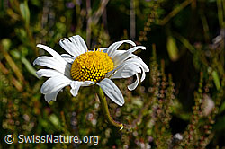 Gewöhnliche Wiesen-Margerite (Leucanthemum vulgare) (C169559)