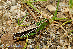 Heidegrashüpfer (Stenobothrus lineatus) (C169562) Heidegrashüpfer (Stenobothrus lineatus) (C169562)