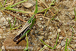 Heidegrashüpfer (Stenobothrus lineatus) (C169564) Heidegrashüpfer (Stenobothrus lineatus) (C169564)