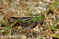Heidegrashüpfer (Stenobothrus lineatus) (C169566) Heidegrashüpfer (Stenobothrus lineatus) (C169566)