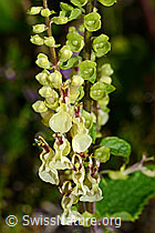 C169581: Salbeiblättriger Gamander (Teucrium scorodonia)