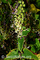 C169582: Salbeiblättriger Gamander (Teucrium scorodonia)