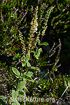 C169586: Salbeiblättriger Gamander (Teucrium scorodonia)