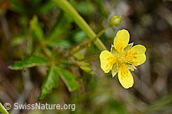 Potentilla erecta (C169596)