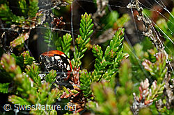 Siebenpunkt-Marienkäfer (Coccinella septempunctata) an Besenheide (Calluna vulgaris) (C169620)