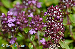 Arznei-Thymian (Thymus pulegioides) (C169623)