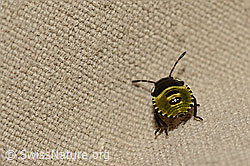 Bug (Eurydema oleracea) (C169674)