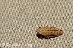 Grasschaumzikade (Neophilaenus lineatus) (C169679)