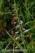 Grosses Hexenkraut (Circaea lutetiana) (C169690)
