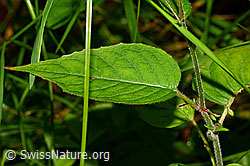 Grosses Hexenkraut (Circaea lutetiana) (C169691)