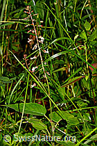 Grosses Hexenkraut (Circaea lutetiana) (C169692)