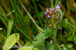 Foto: Gemeine Brunelle (Prunella vulgaris)