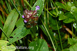 Foto: Gemeine Brunelle (Prunella vulgaris)