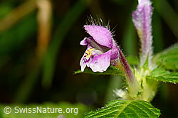 C169696: Ausgerandeter Hohlzahn (Galeopsis bifida)