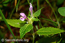 C169698: Ausgerandeter Hohlzahn (Galeopsis bifida)