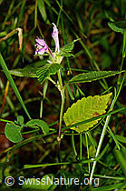 C169699: Ausgerandeter Hohlzahn (Galeopsis bifida)