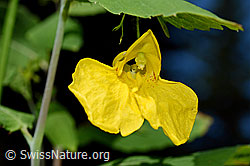 C169709: Wald-Springkraut (Impatiens noli-tangere)