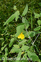 C169711: Wald-Springkraut (Impatiens noli-tangere)