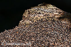 Rote Waldameisen (Formica rufa) (C169746)