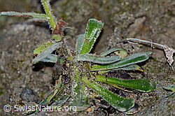 C169760: Safrangelber Steinbrech (Saxifraga mutata)