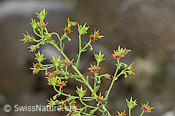 Safrangelber Steinbrech (Saxifraga mutata) (25.07.2020, C169761)