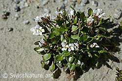 Alpen-Schaumkraut (Cardamine alpina) (C170002)