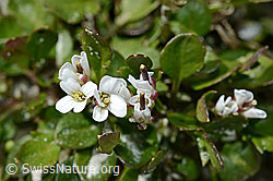 Alpen-Schaumkraut (Cardamine alpina) (C170004)