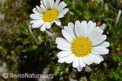 Gewöhnliche Alpenmargerite (Leucanthemopsis alpina) (C170095)