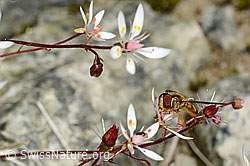 Hainschwebfliege (Episyrphus balteatus) auf Sternblütigem Steinbrech (Saxifraga stellaris) (C170104)