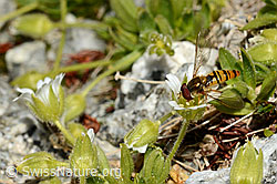 Hainschwebfliege (Episyrphus balteatus)