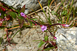 Alpen-Weidenröschen (Epilobium anagallidifolium) (C170115)