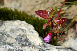 Alpen-Weidenröschen (Epilobium anagallidifolium) (C170116)