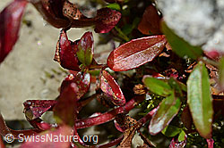 Alpen-Weidenröschen (Epilobium anagallidifolium) (C170117)