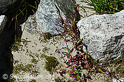 Alpen-Weidenröschen (Epilobium anagallidifolium) (C170118)