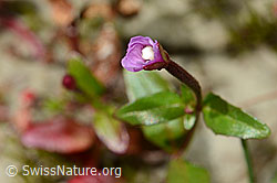 Alpen-Weidenröschen (Epilobium anagallidifolium) (C170120)