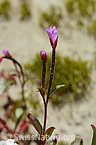 Alpen-Weidenröschen (Epilobium anagallidifolium) (C170122)