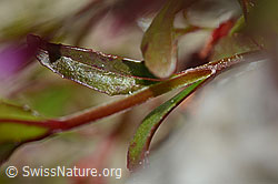 Alpen-Weidenröschen (Epilobium anagallidifolium) (C170123)