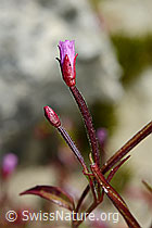 Alpen-Weidenröschen (Epilobium anagallidifolium) (C170124)
