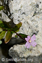 Alpen-Weidenröschen (Epilobium anagallidifolium) (C170198)