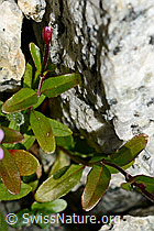 Alpen-Weidenröschen (Epilobium anagallidifolium) (C170199)