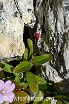 Alpen-Weidenröschen (Epilobium anagallidifolium) (C170200)
