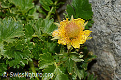 Kriechende Berg-Nelkenwurz (Geum reptans) (C170227)