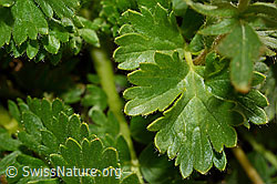 Kriechende Berg-Nelkenwurz (Geum reptans) (C170228)
