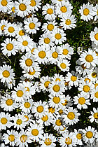 C170287: Gewöhnliche Alpenmargerite (Leucanthemopsis alpina)