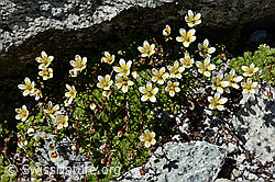 Foto: Moosartiger Steinbrech (Saxifraga bryoides)