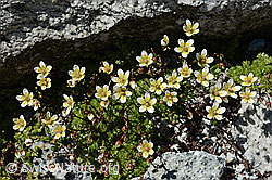 Moosartiger Steinbrech (Saxifraga bryoides) (07.2020, C170312)