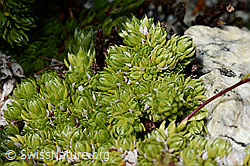 Moosartiger Steinbrech (Saxifraga bryoides) (07.2020, C170313)